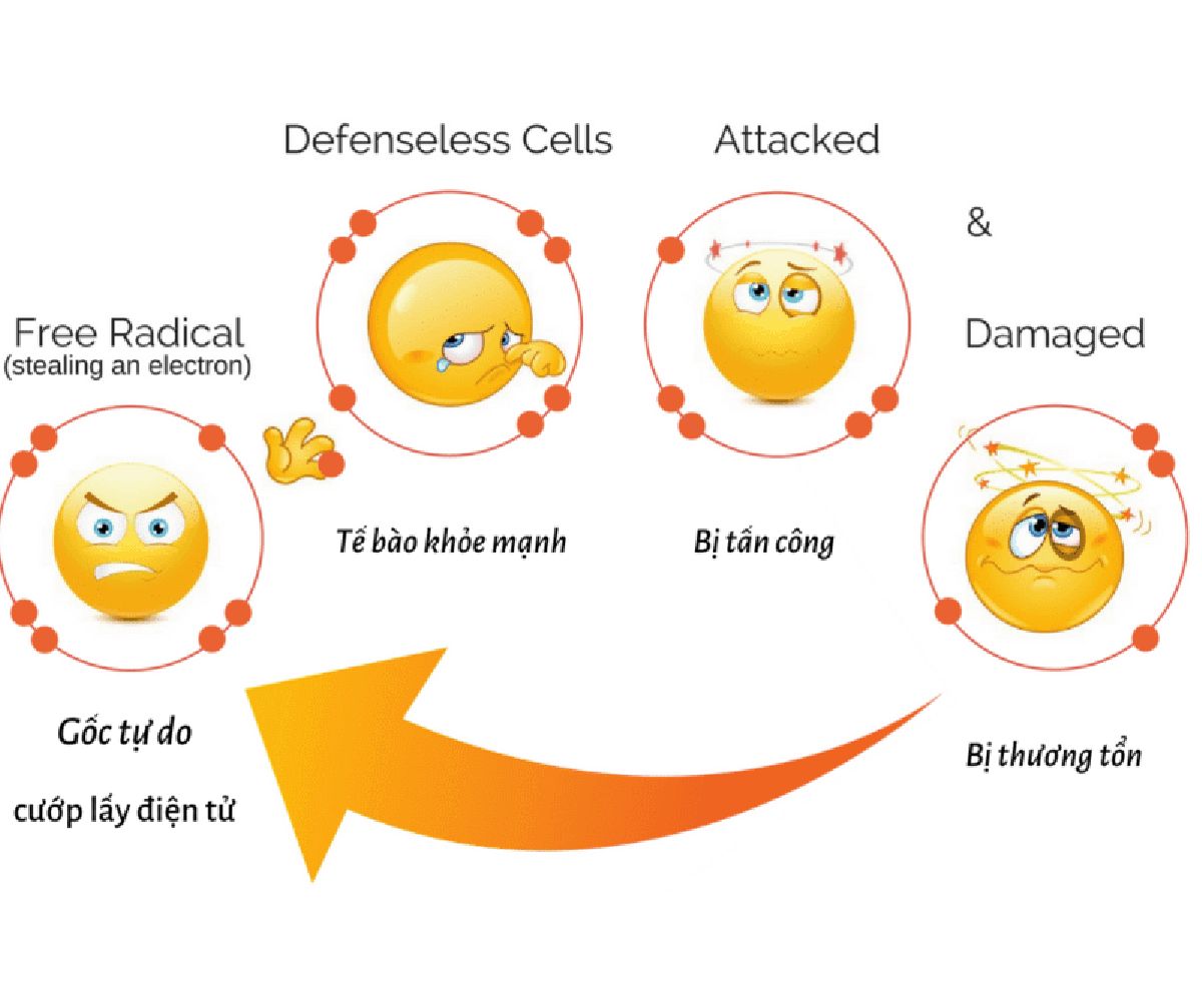 Hoạt động của gốc tự do gây tổn thương các mạch máu